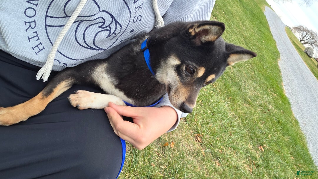 Shiba Inu dogs for sale: Shiba Inu Puppy 1 - Ad 15