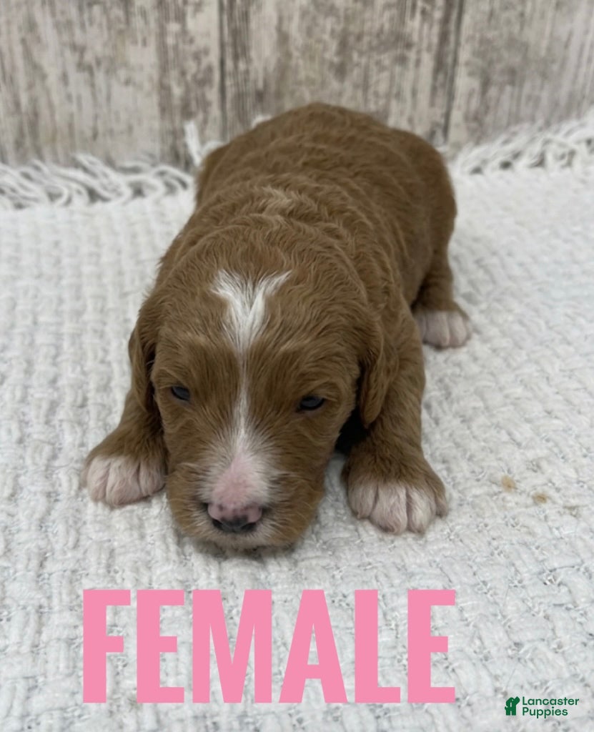 Goldendoodle dogs Goldendoodle Puppy 3 - Ad 42