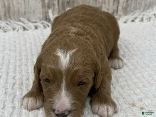 Goldendoodle dogs Goldendoodle Puppy 3 - Ad 12