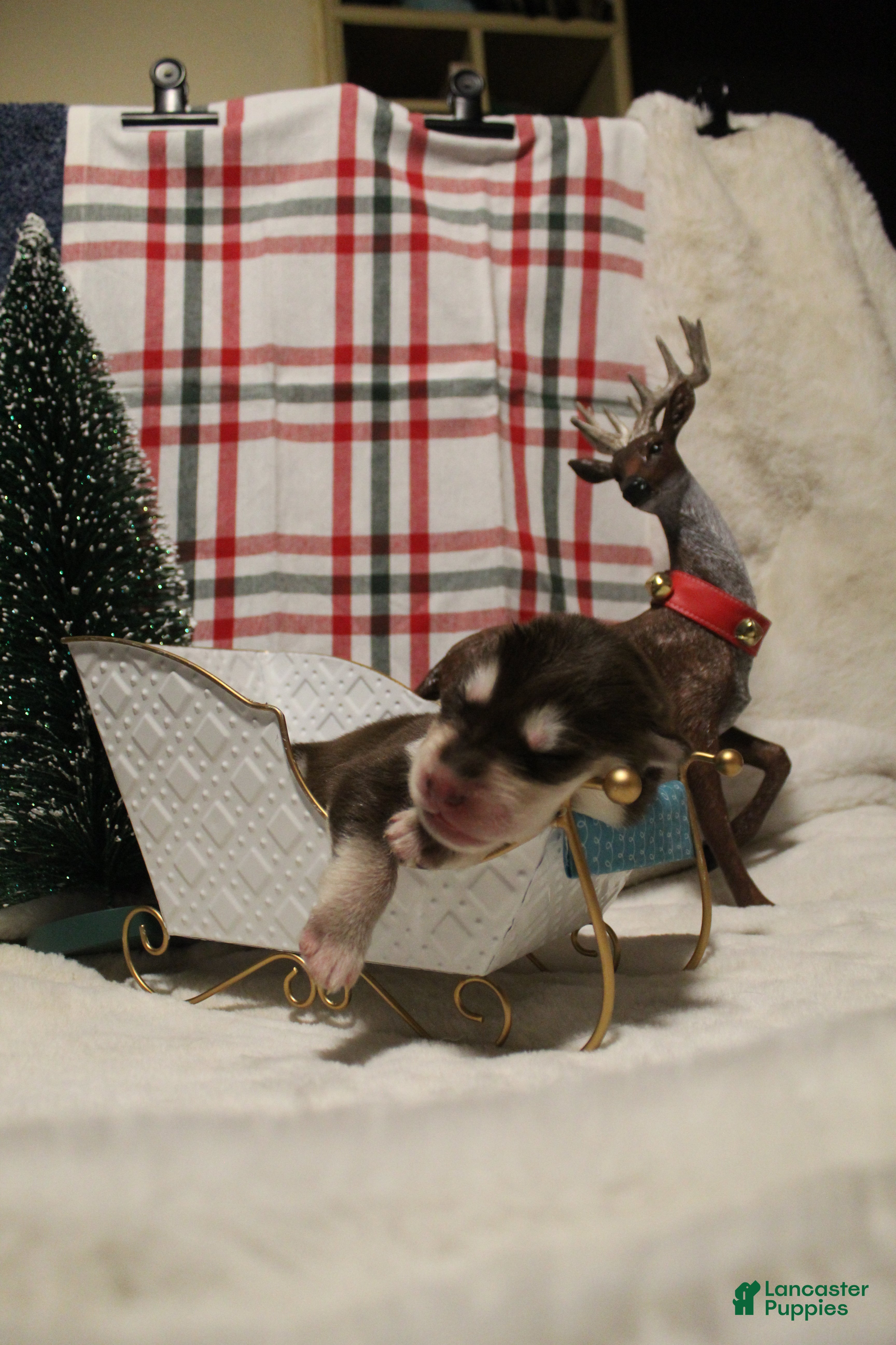 Gerberian Shepsky dogs 3 Blue - Ad 14