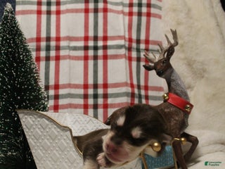 Gerberian Shepsky dogs 3 Blue - Ad 14