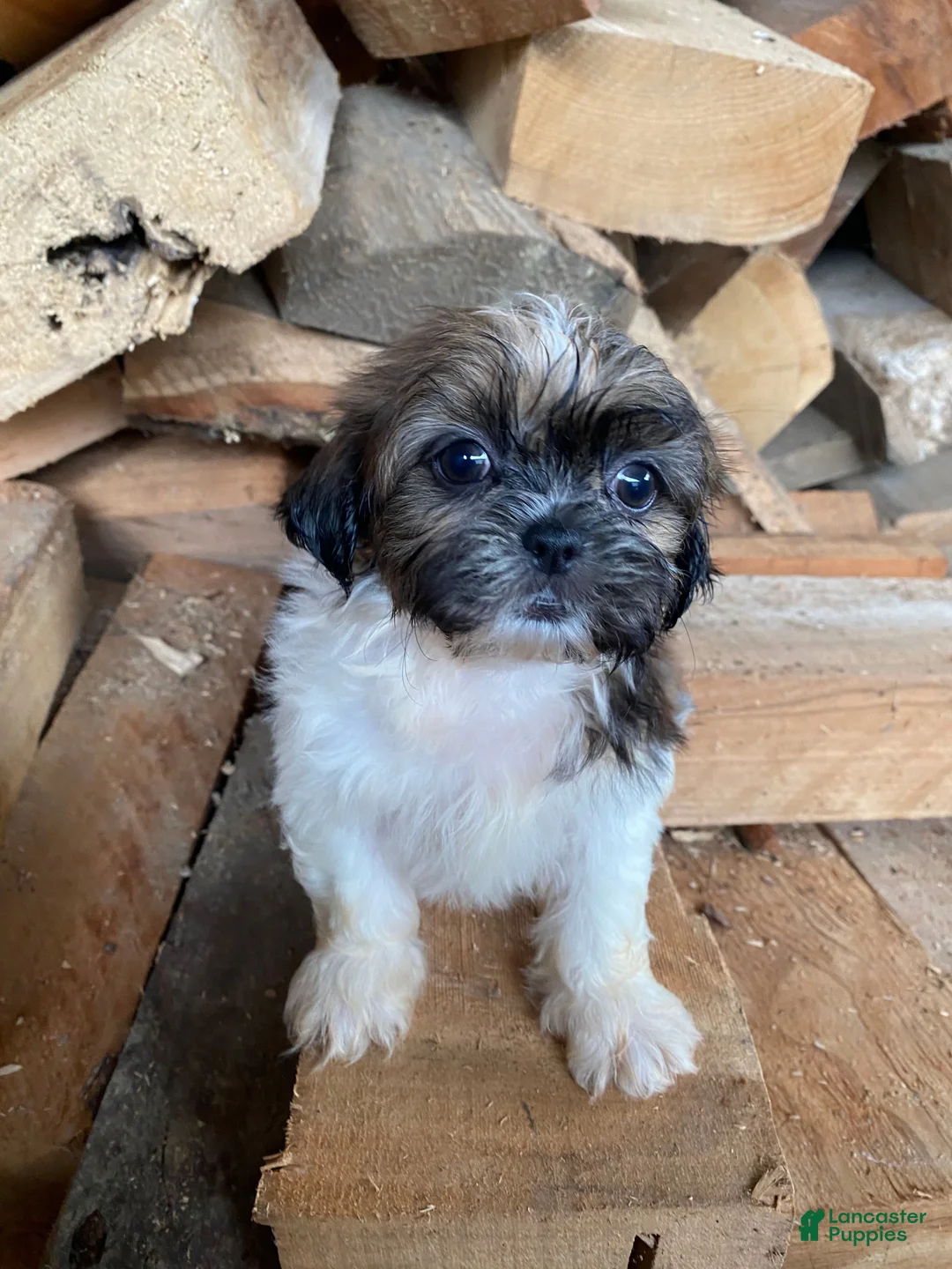 Shih Tzu dogs for sale: Trixie - Ad 1