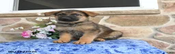 German Shepherd dogs for sale: Saber - Ad 5