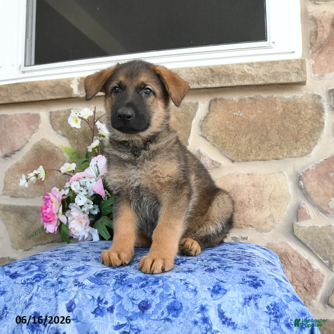 German Shepherd dogs for sale: Saber - Ad 5