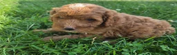 Cavapoo dogs for sale: Peanut - Ad 6