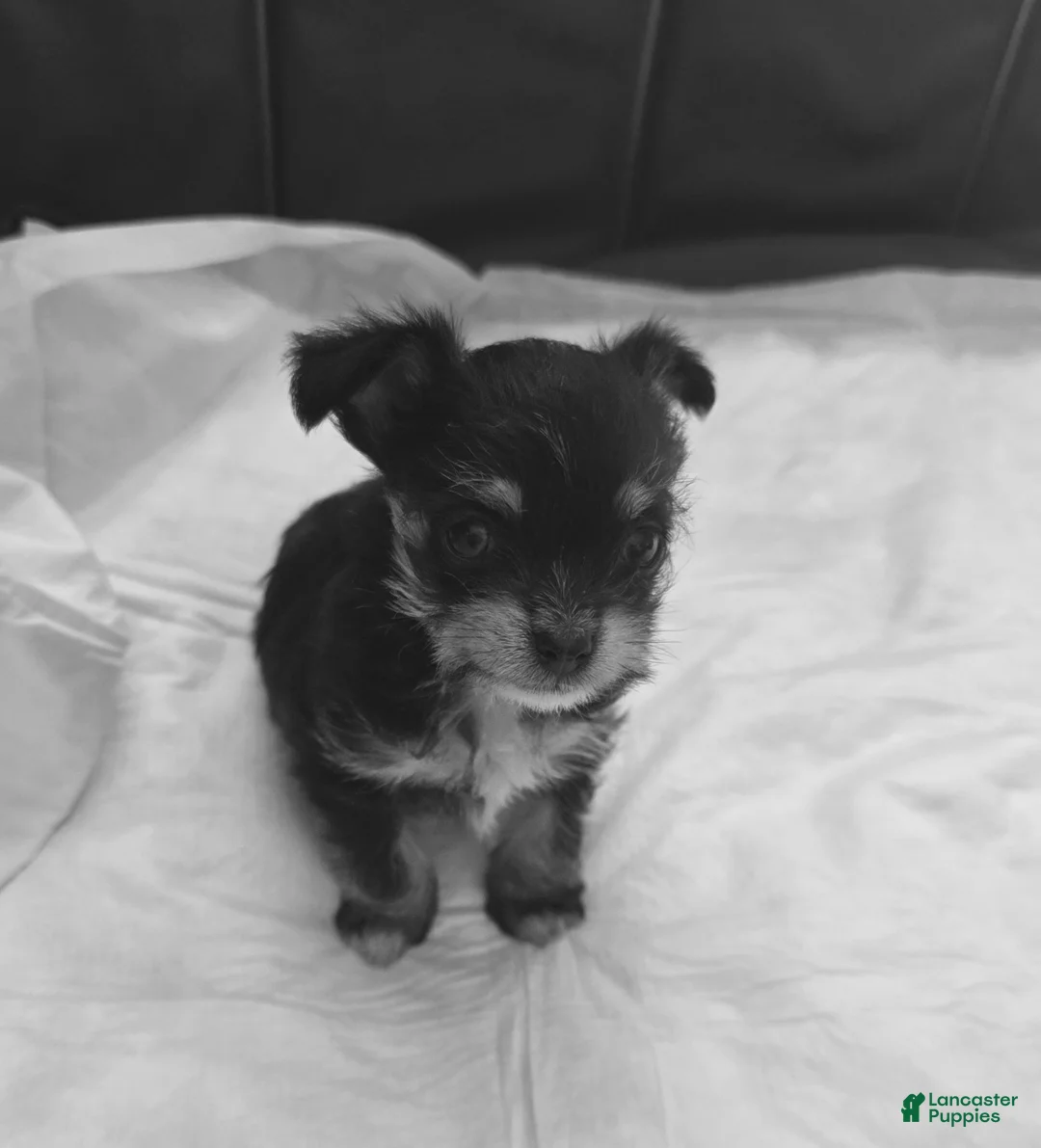 Mixed Breed dogs for sale: Mixed Breed Puppy 1 - Ad 1