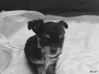 Mixed Breed dogs Mixed Breed Puppy 1 - Ad 27