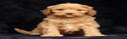Cavapoo dogs for sale: Sandy - Ad 7