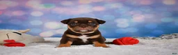 English Bulldog dogs for sale: Molly - Ad 6