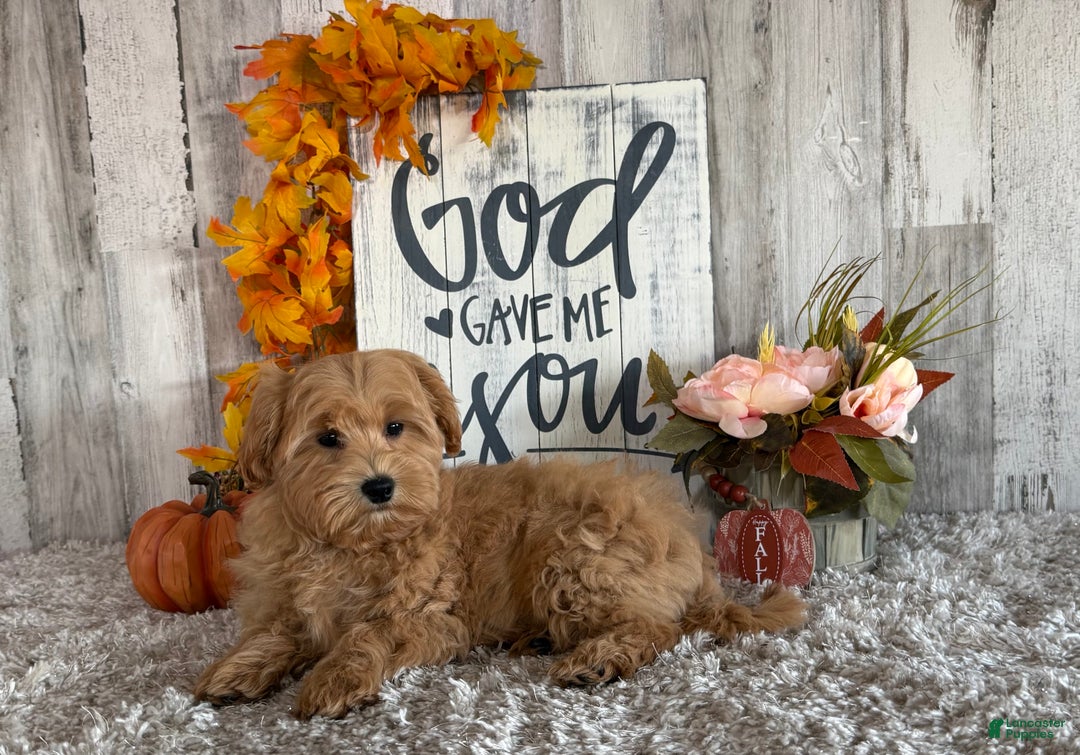 Maltipoo dogs for sale: Ozzy - Ad 2