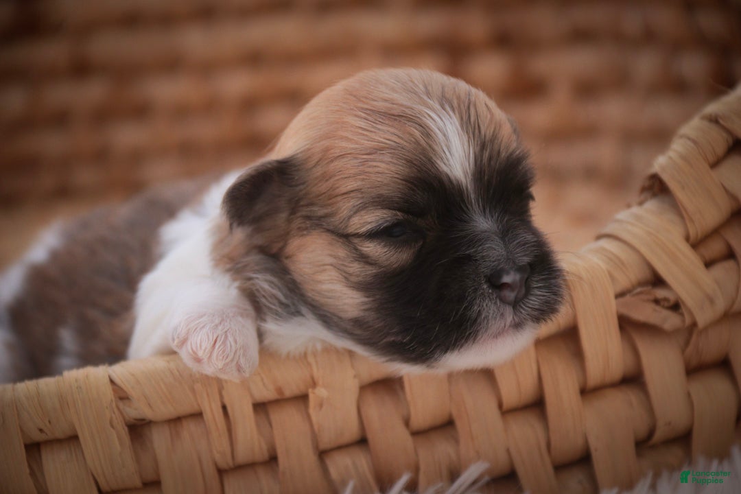 Havanese dogs Teddy Havanese  - Ad 2