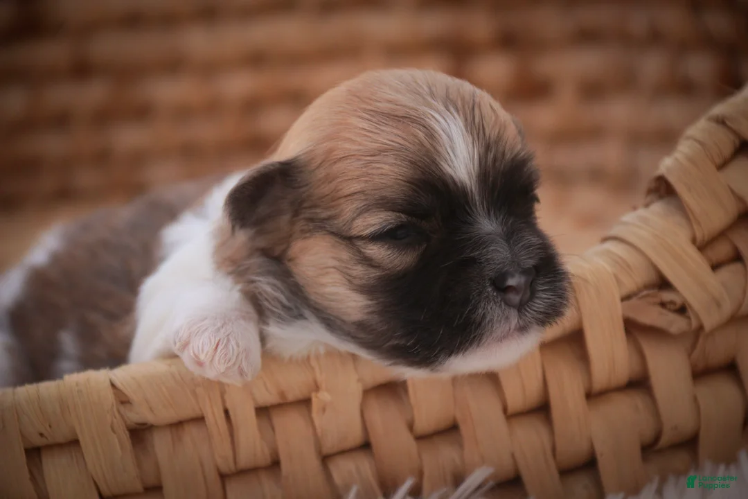 Havanese dogs for sale: Teddy Havanese  - Ad 2