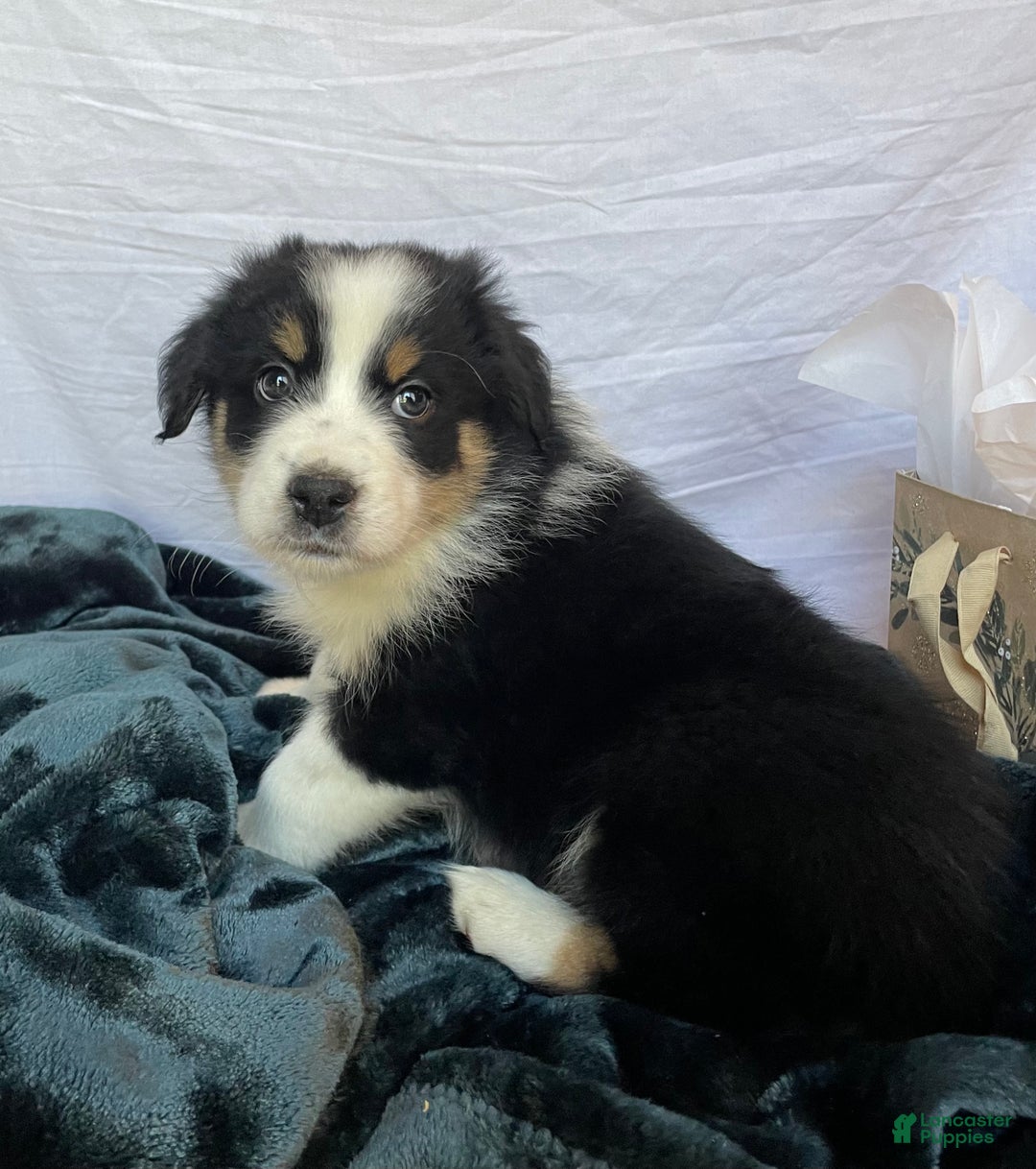 Australian Shepherd dogs for sale: Cedar - Ad 5