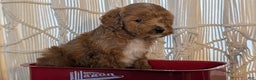 Cavapoo dogs for sale: Apollo - Ad 4