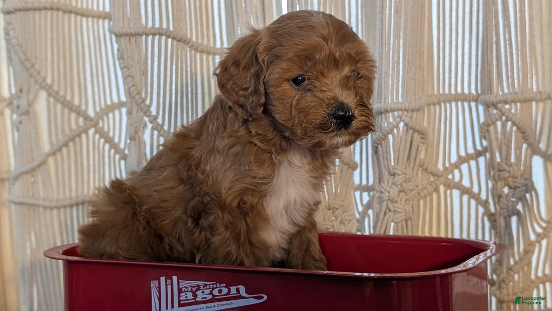 Cavapoo dogs for sale: Apollo - Ad 4