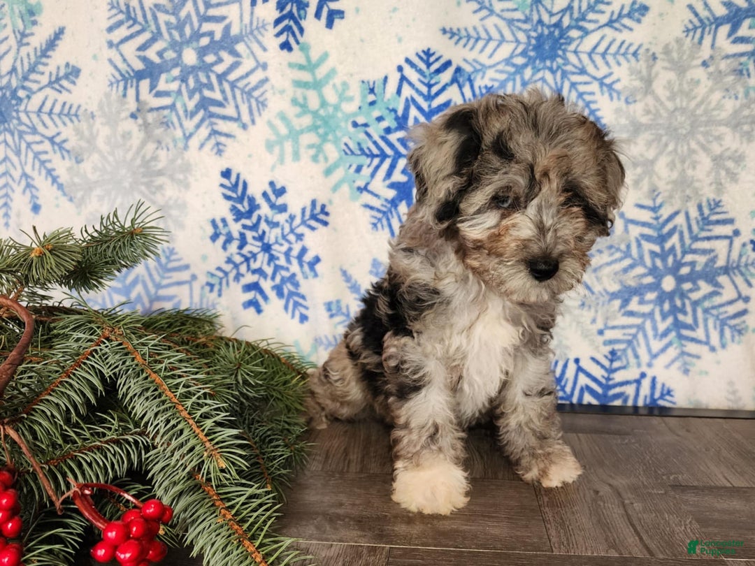 Mini Bernedoodle dogs for sale: Angel - Ad 9