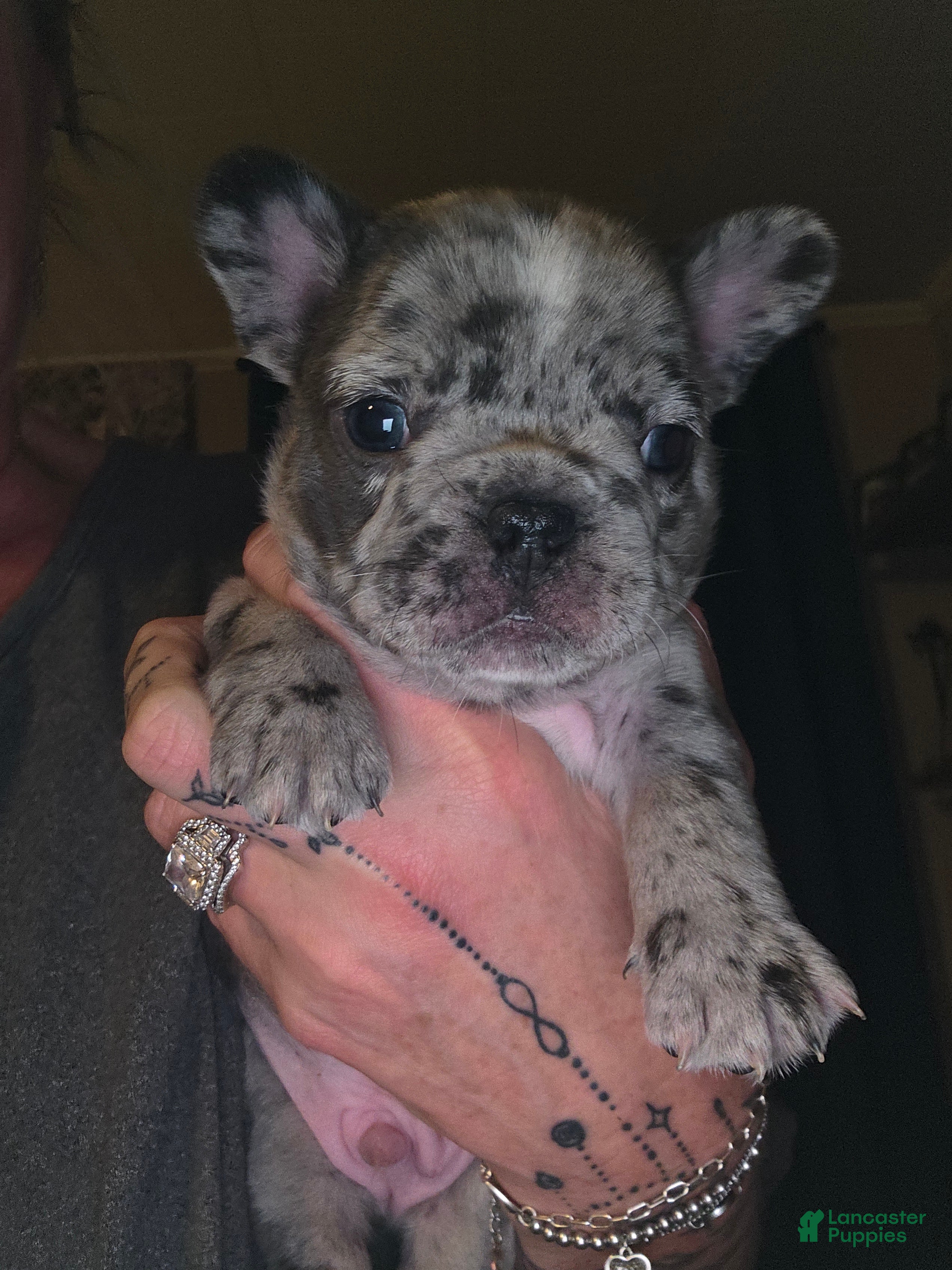 French Bulldog dogs for sale: French Bulldog Puppy 2 - Ad 2