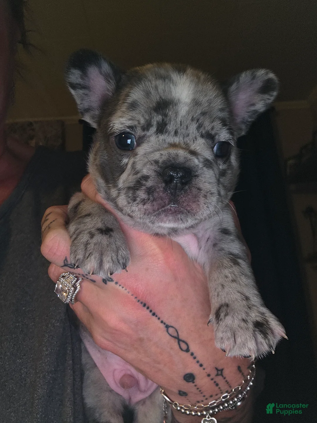 French Bulldog dogs for sale: French Bulldog Puppy 2 - Ad 1