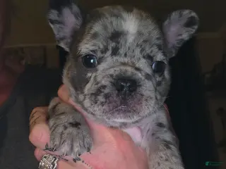 French Bulldog dogs for sale: French Bulldog Puppy 2 - Ad 2