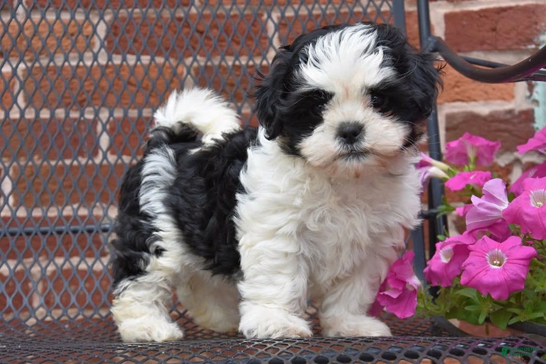 Gallery Image {{count}}