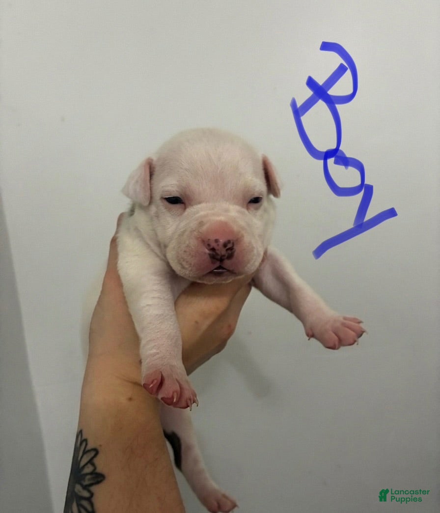 American Staffordshire Terrier dogs American Staffordshire Terrier 2 - Ad 32