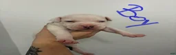 American Staffordshire Terrier dogs for sale: American Staffordshire Terrier 2 - Ad 1