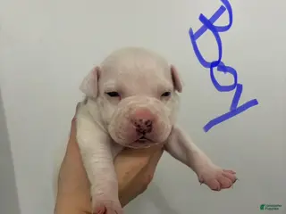 American Staffordshire Terrier dogs American Staffordshire Terrier 2 - Ad 32
