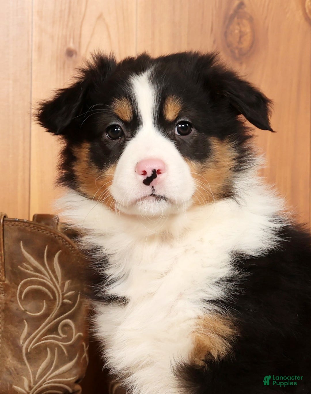 Australian Shepherd dogs for sale: Bonnie - Ad 9