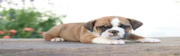 Beabull dogs for sale: Tiny - Ad 1