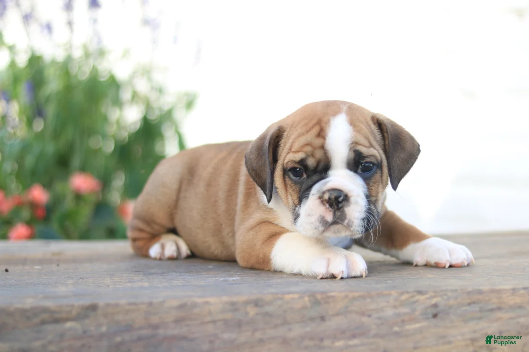 Beabull dogs for sale: Tiny - Ad 1