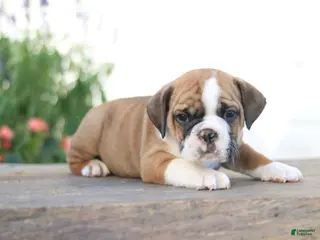 Beabull dogs Tiny - Ad 42