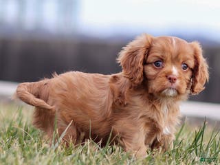 Cavalier King Charles Spaniel dogs Colsen - Ad 16