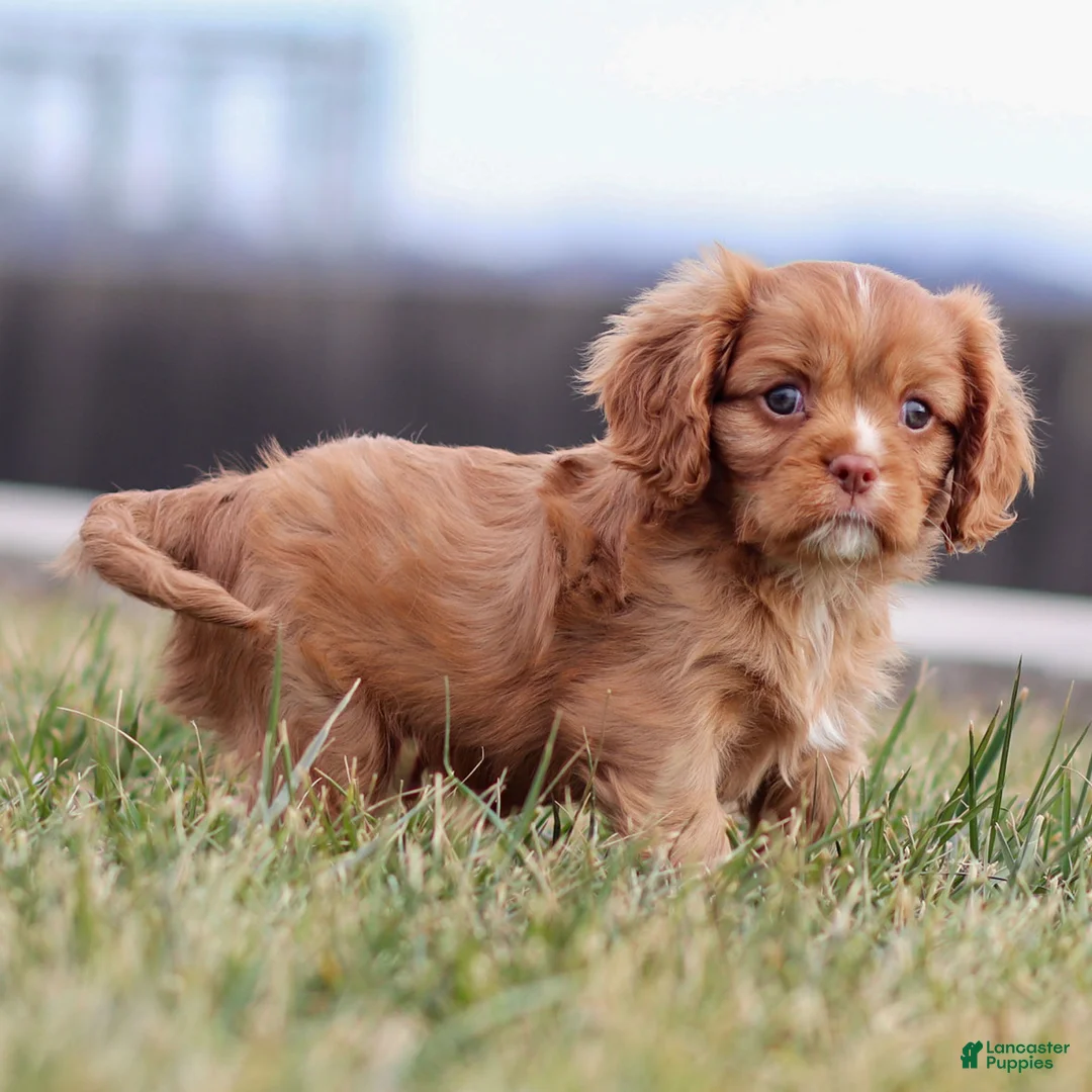 Cavalier King Charles Spaniel dogs for sale: Colsen - Ad 1