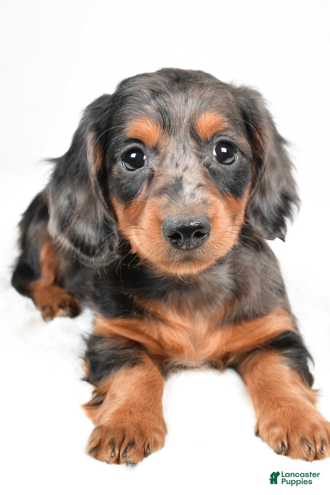 Dachshund dogs for sale: Cassandra - Ad 11
