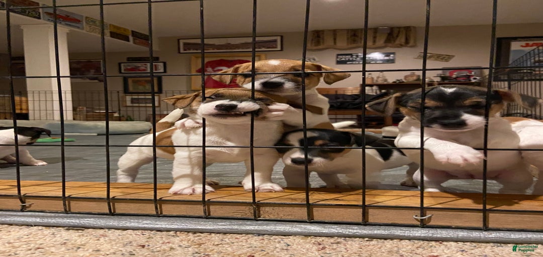 Gallery Image {{count}}