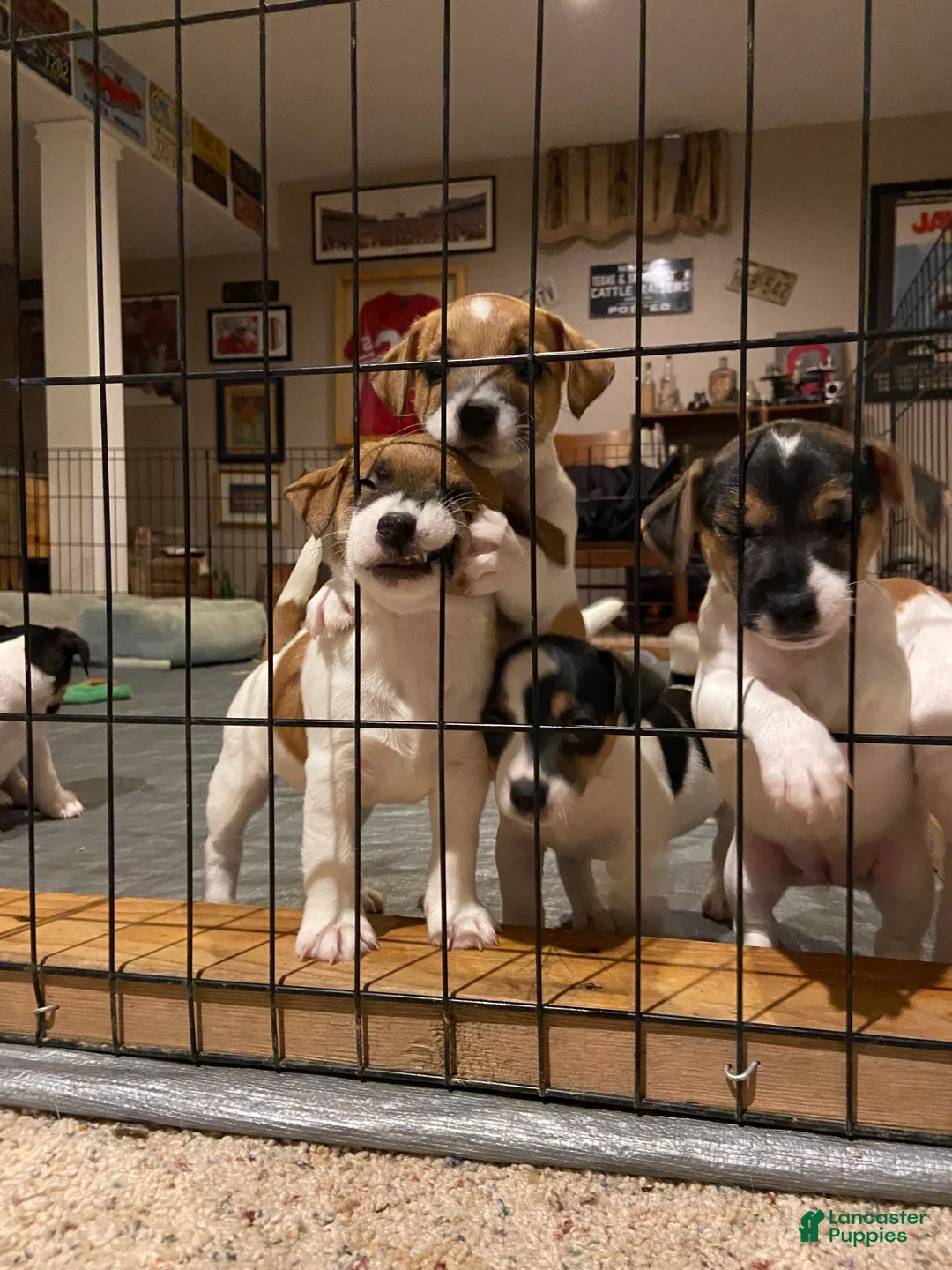 Gallery Image {{count}}