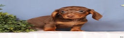 Miniature Dachshund dogs for sale: Cooper - Ad 4