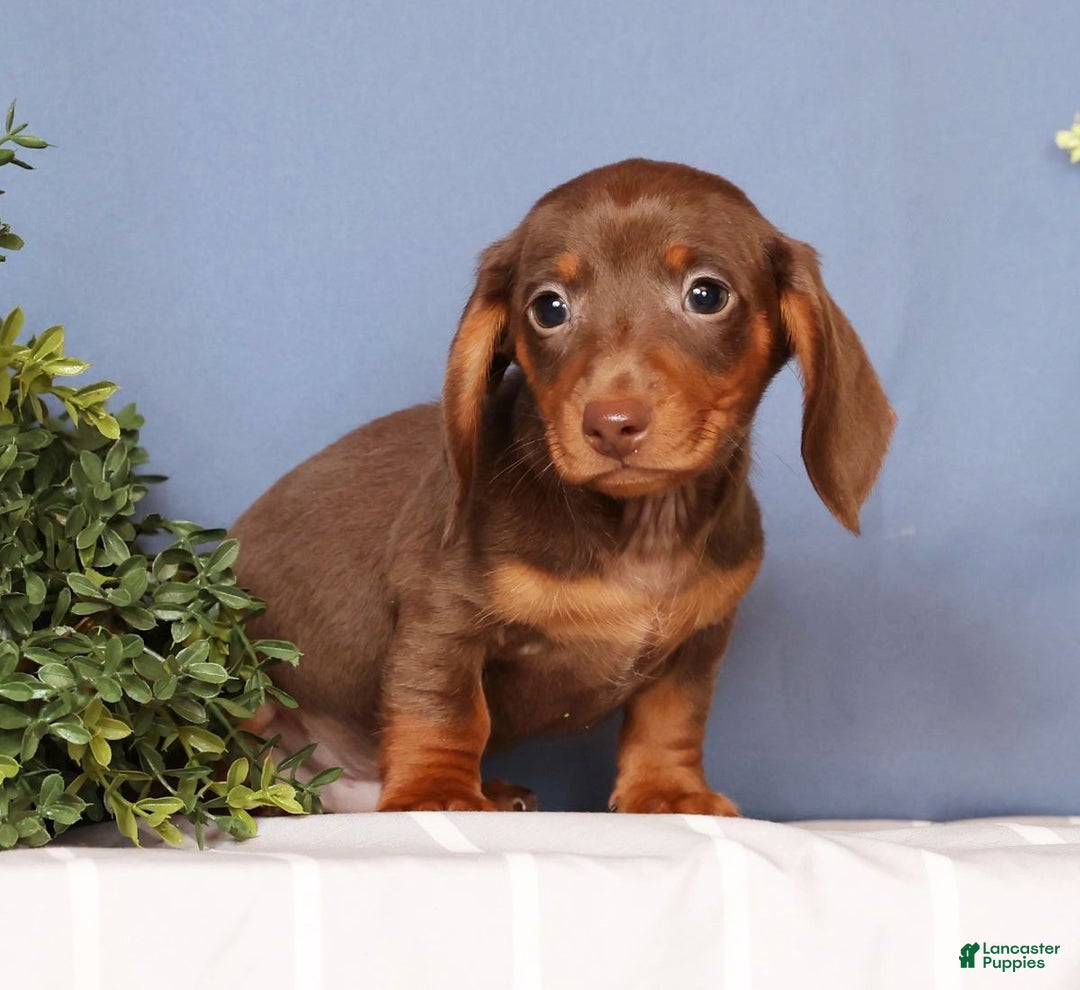 Miniature Dachshund dogs for sale: Cooper - Ad 4