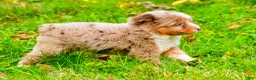 Mini Aussiedoodle dogs for sale: Layne - Ad 3