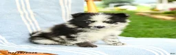 Pomeranian dogs for sale: Malcolm - Ad 3