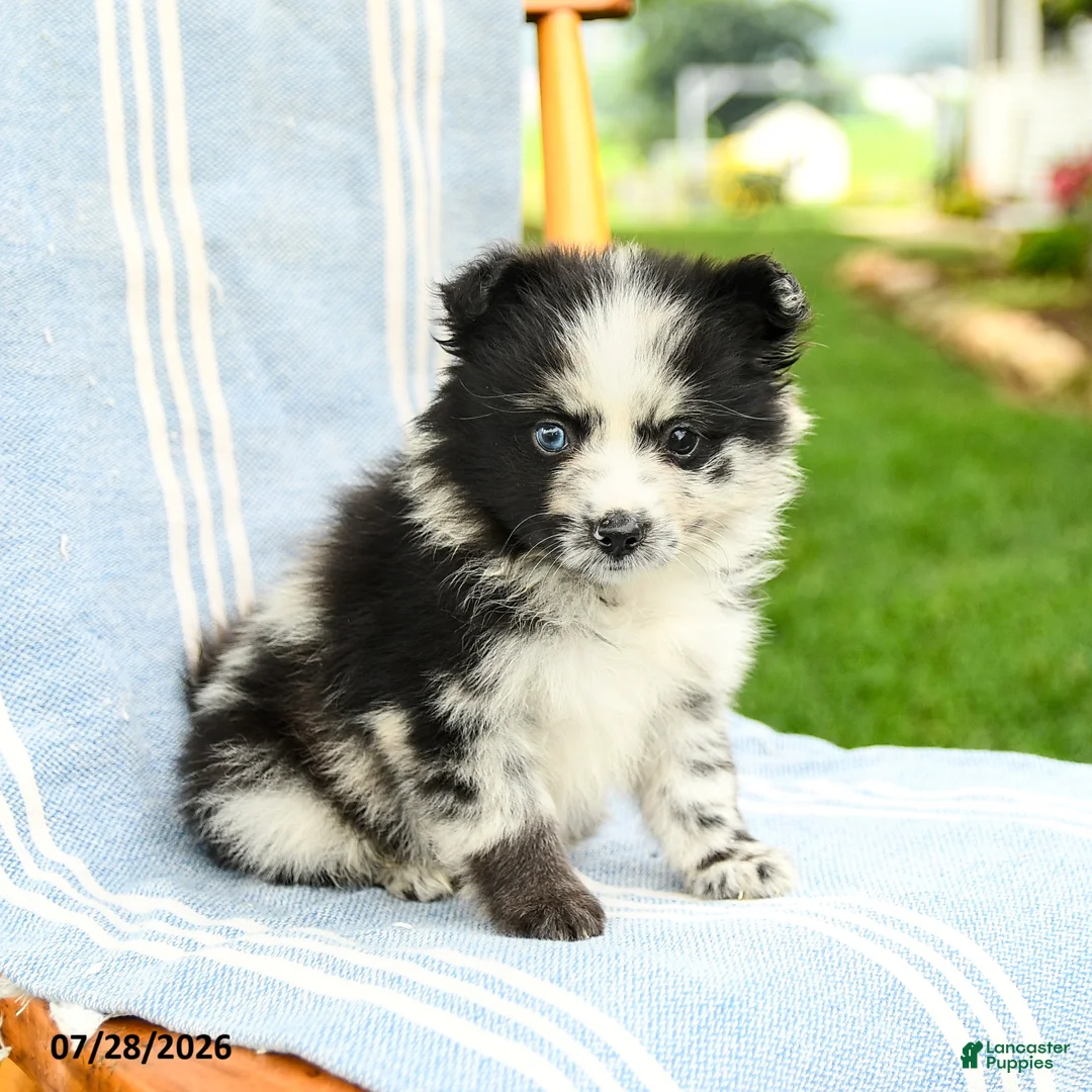 Pomeranian dogs for sale: Malcolm - Ad 3