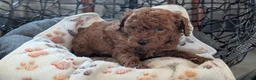 Toy Poodle dogs for sale: Willie - Ad 11