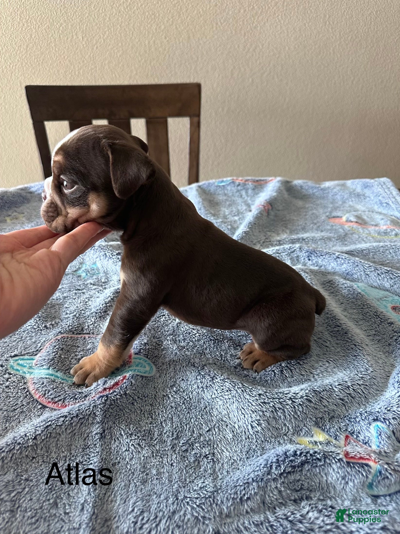 English Bulldog dogs Atlas  - Ad 2