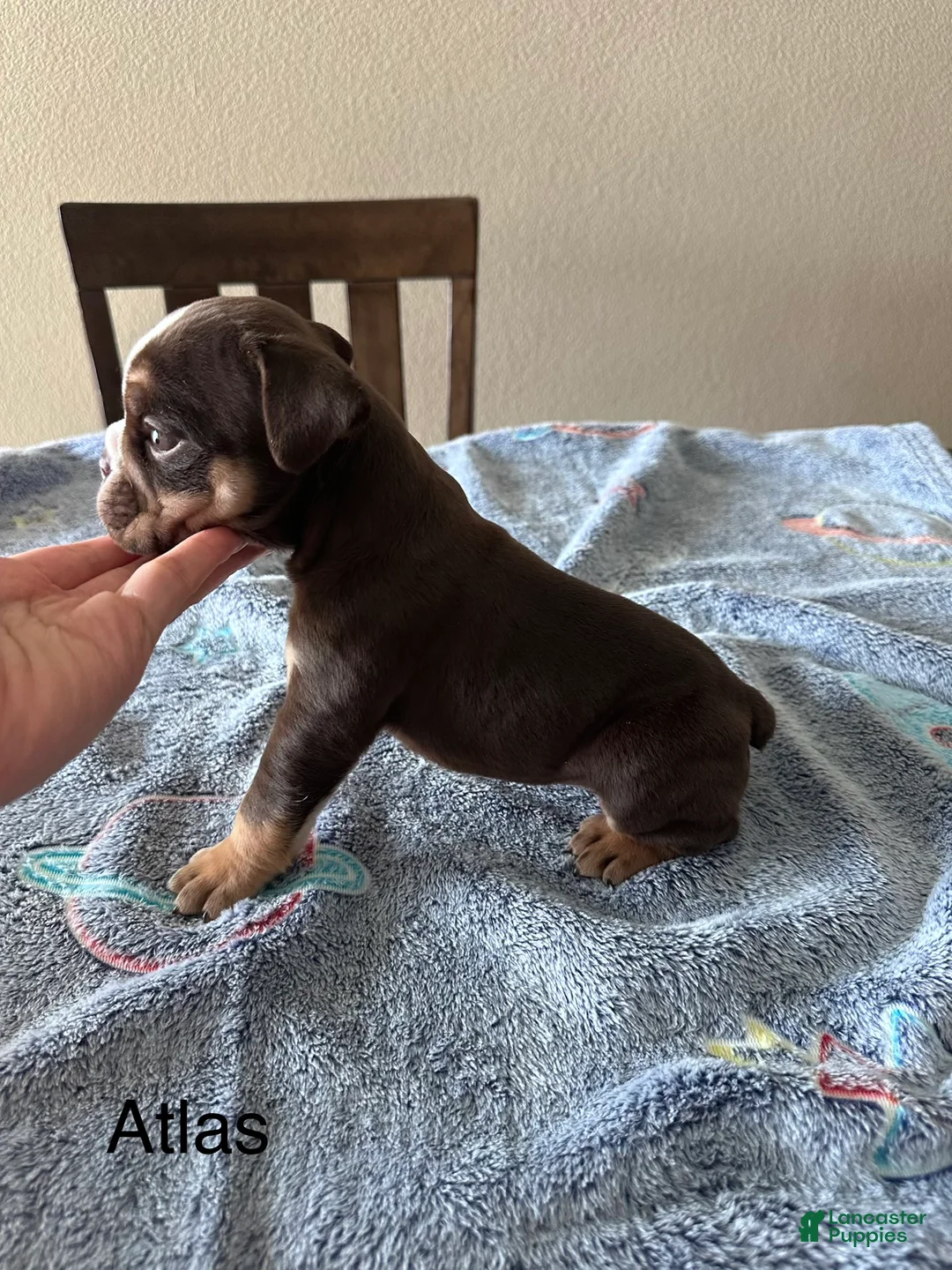 English Bulldog dogs for sale: Atlas  - Ad 2