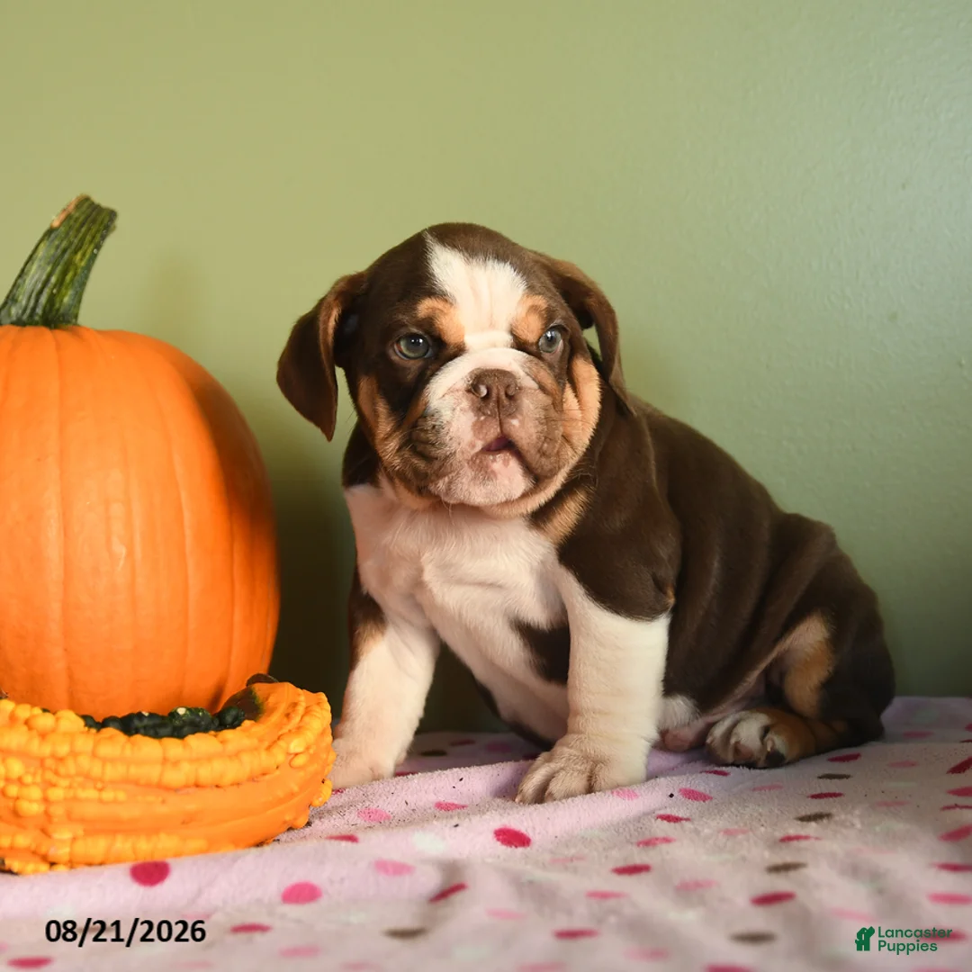 English Bulldog dogs for sale: Christopher - Ad 1