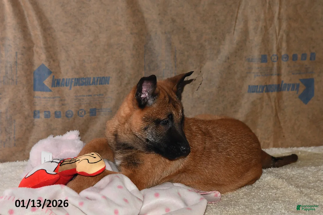 Belgian Malinois dogs for sale: Ivy - Ad 3