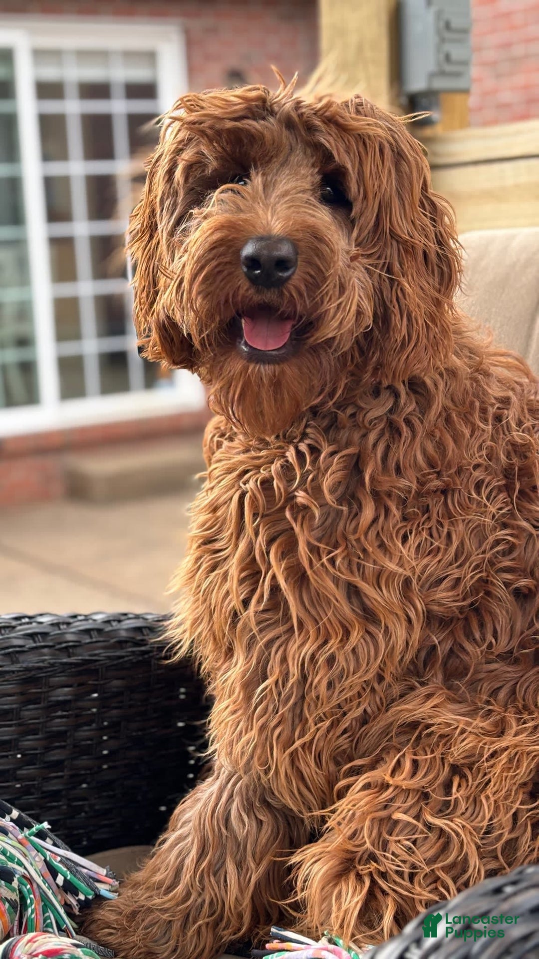 Gallery Image {{count}}