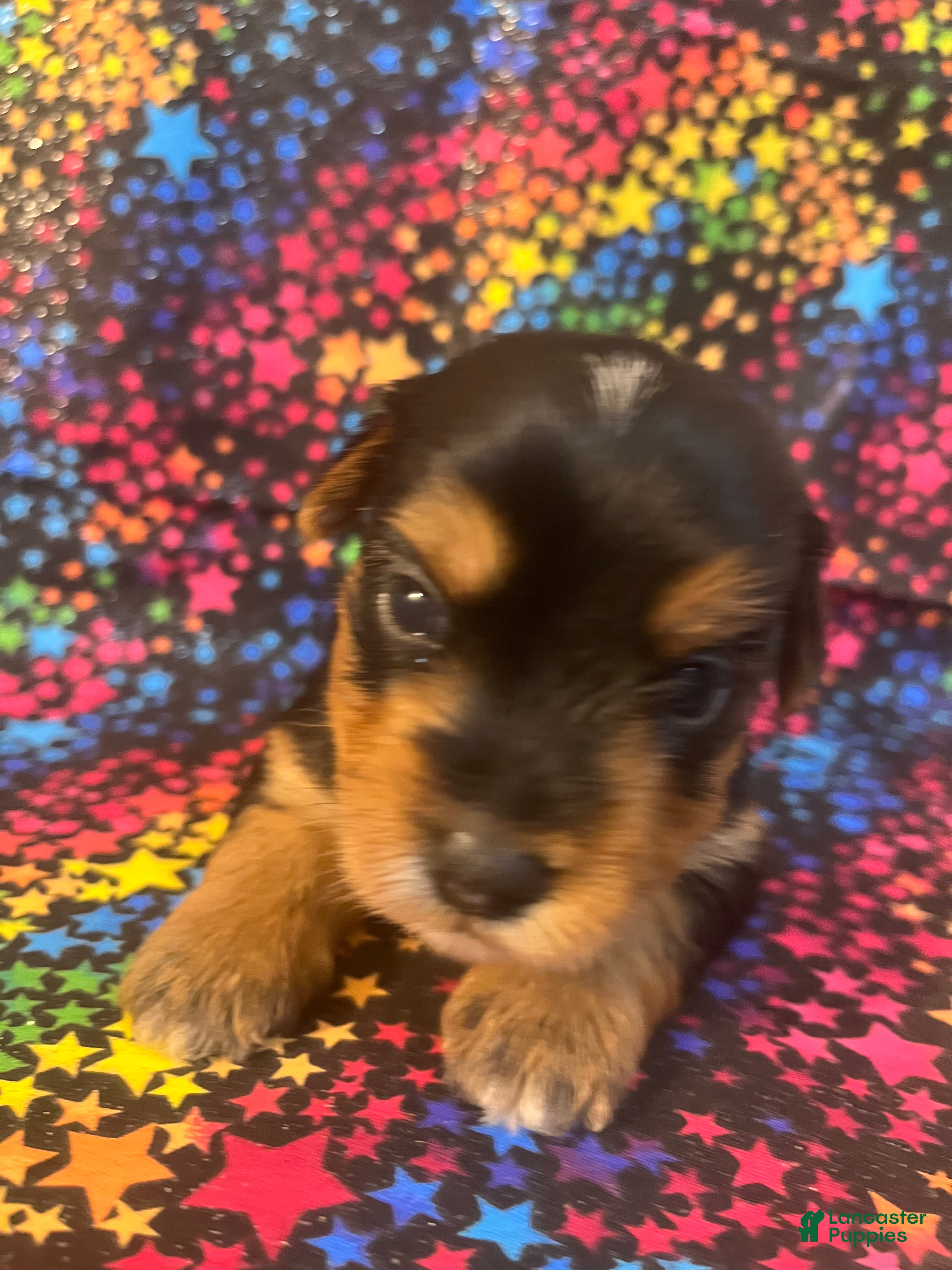 Yorkshire Terrier dogs Yorkshire Terrier 4 male - Ad 31