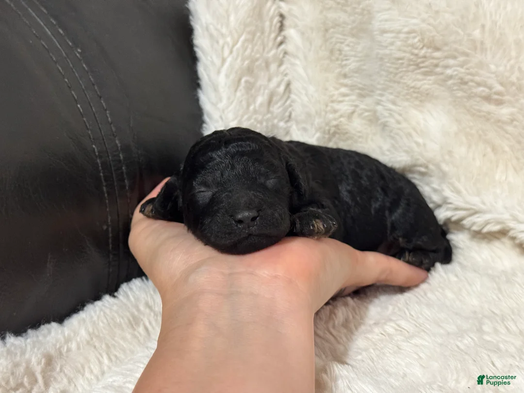 Toy Poodle dogs for sale: Nessa - Ad 2