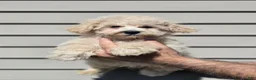 Maltipoo dogs for sale: Maggie  - Ad 4
